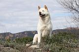 AKITA AMERICAIN 413